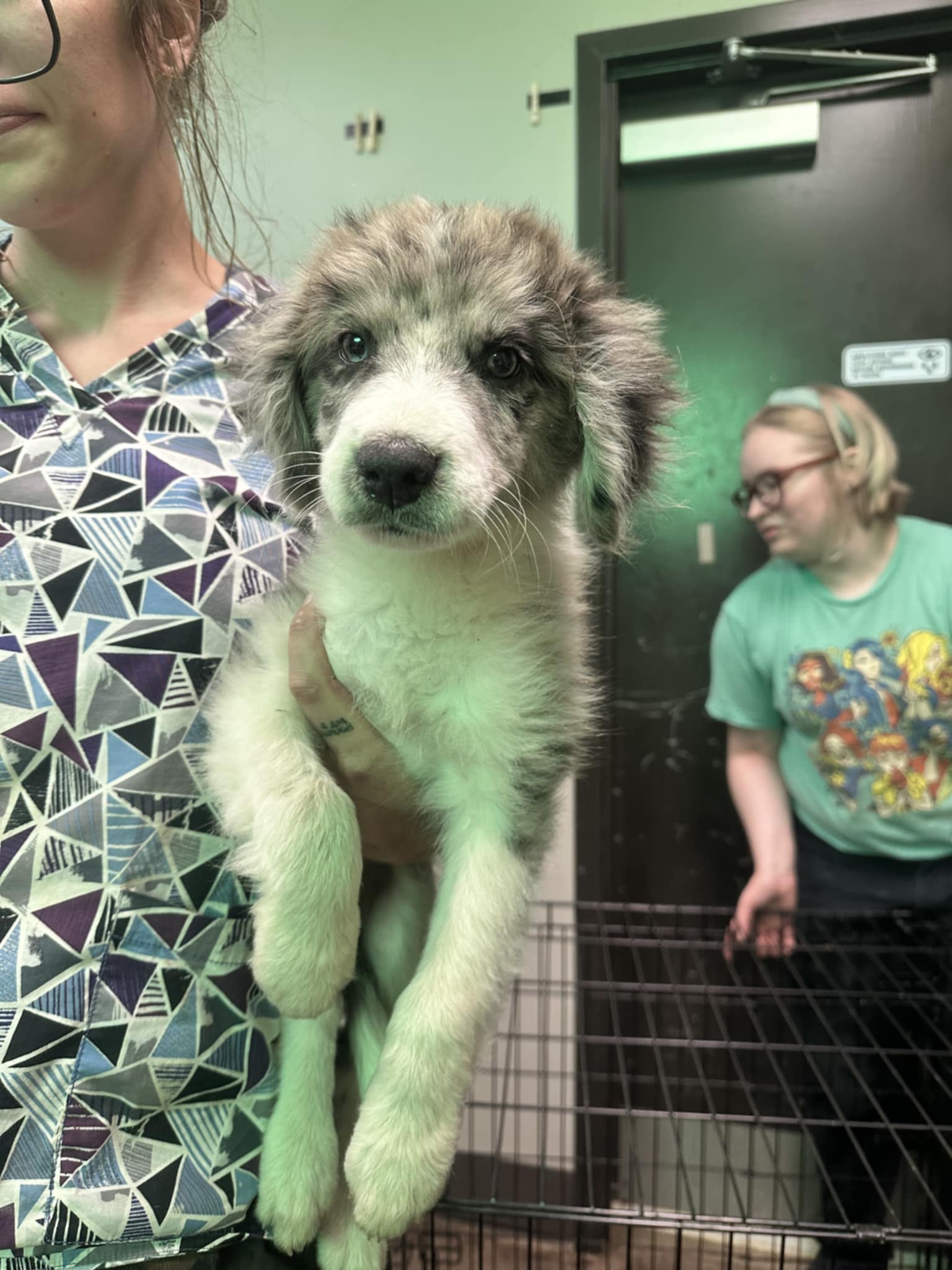 adoptable Dog in Earlville, NY named Buddy (NY-Lia)