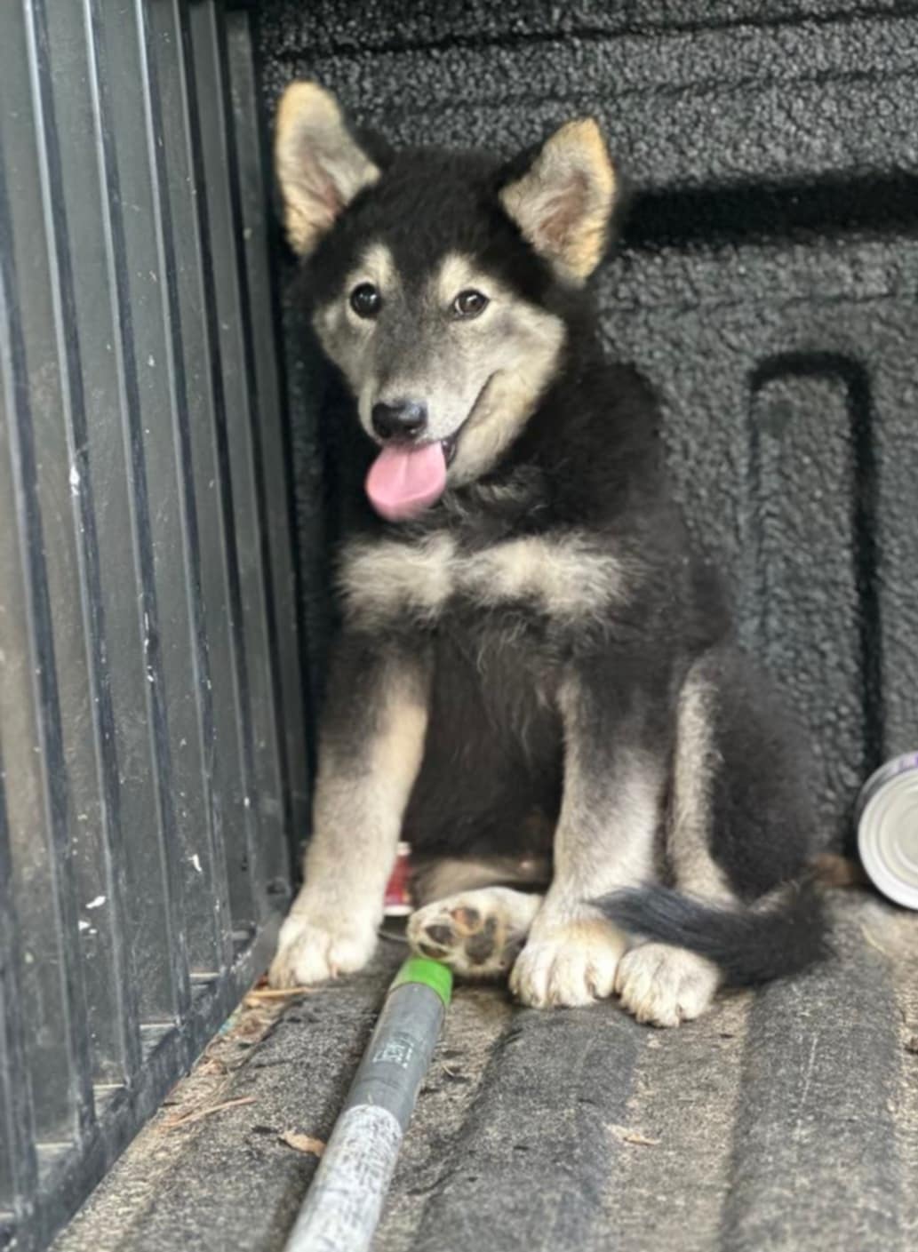 adoptable Dog in Sherburne, NY named Daisy (NY-Emily)