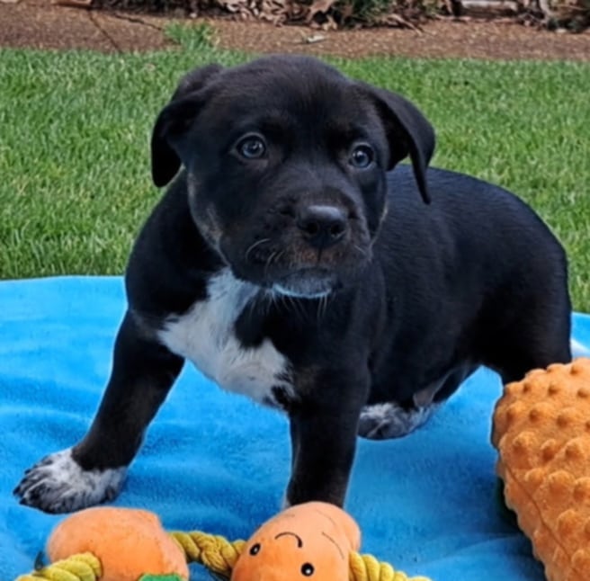 adoptable Dog in Smyrna, NY named Chase (NY-Sarah)