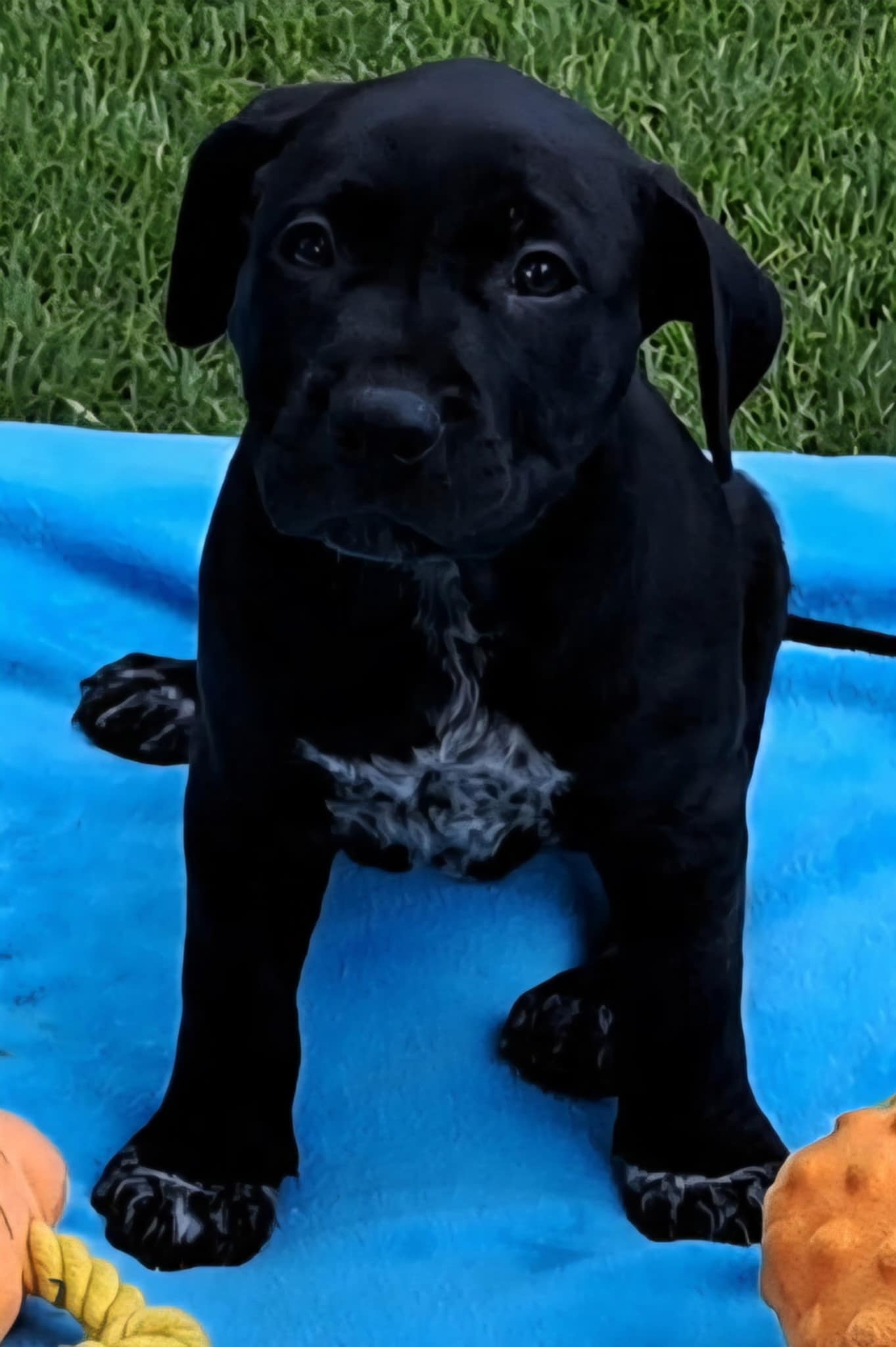 adoptable Dog in Smyrna, NY named Jagger (NY-Sarah)