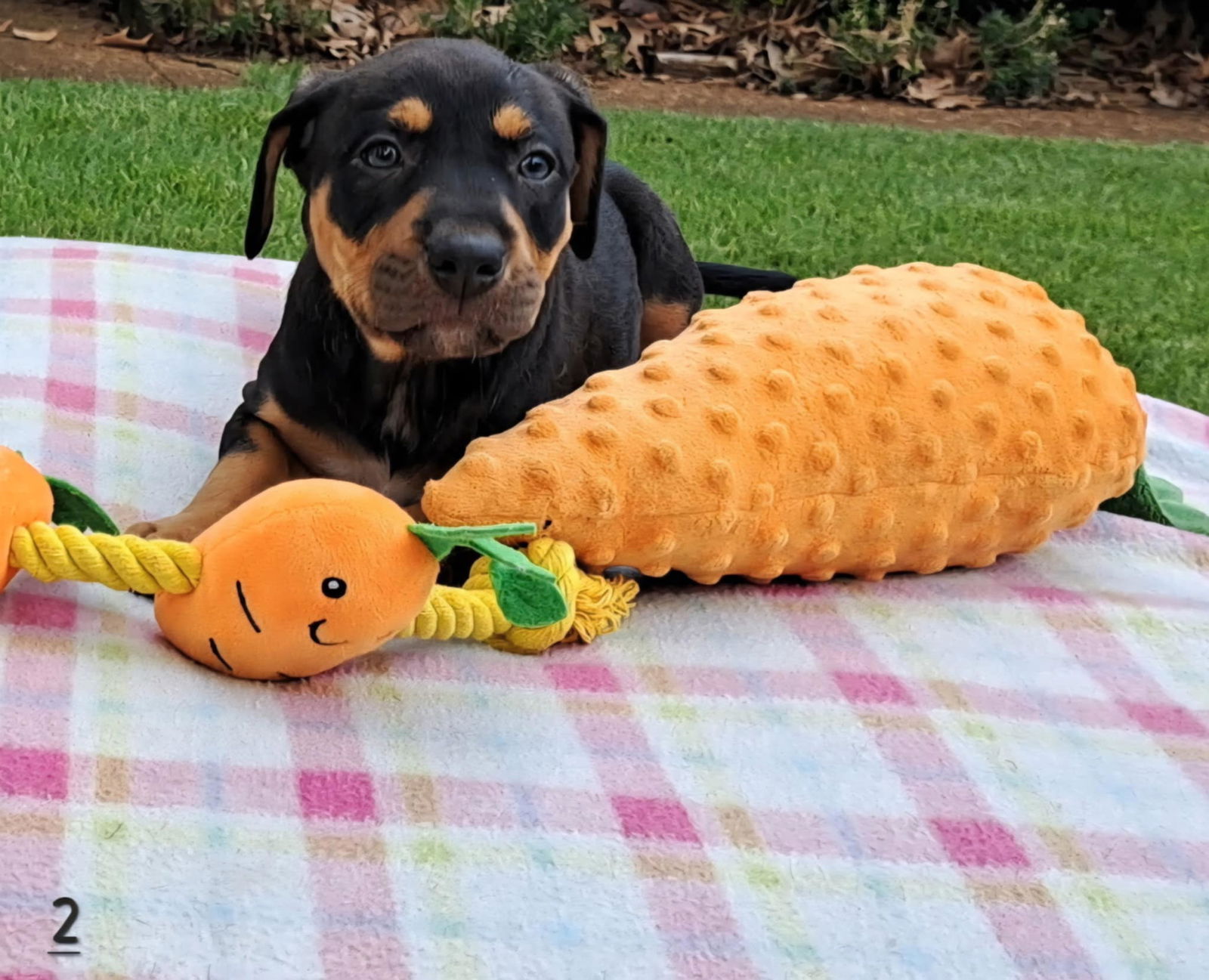 adoptable Dog in Yorkville, NY named Hazel (NY-Shari)