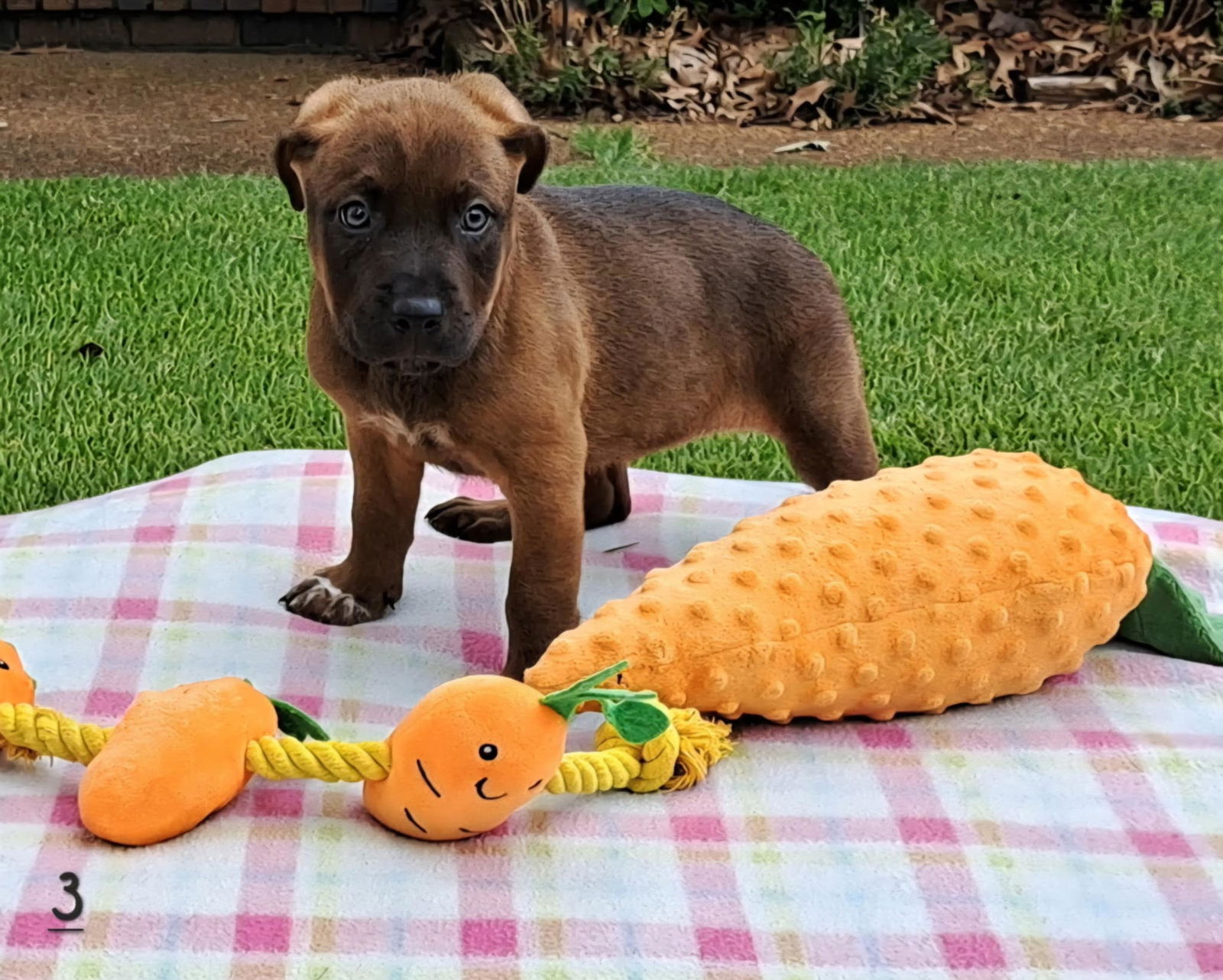 adoptable Dog in Yorkville, NY named Holly (NY-Shari)