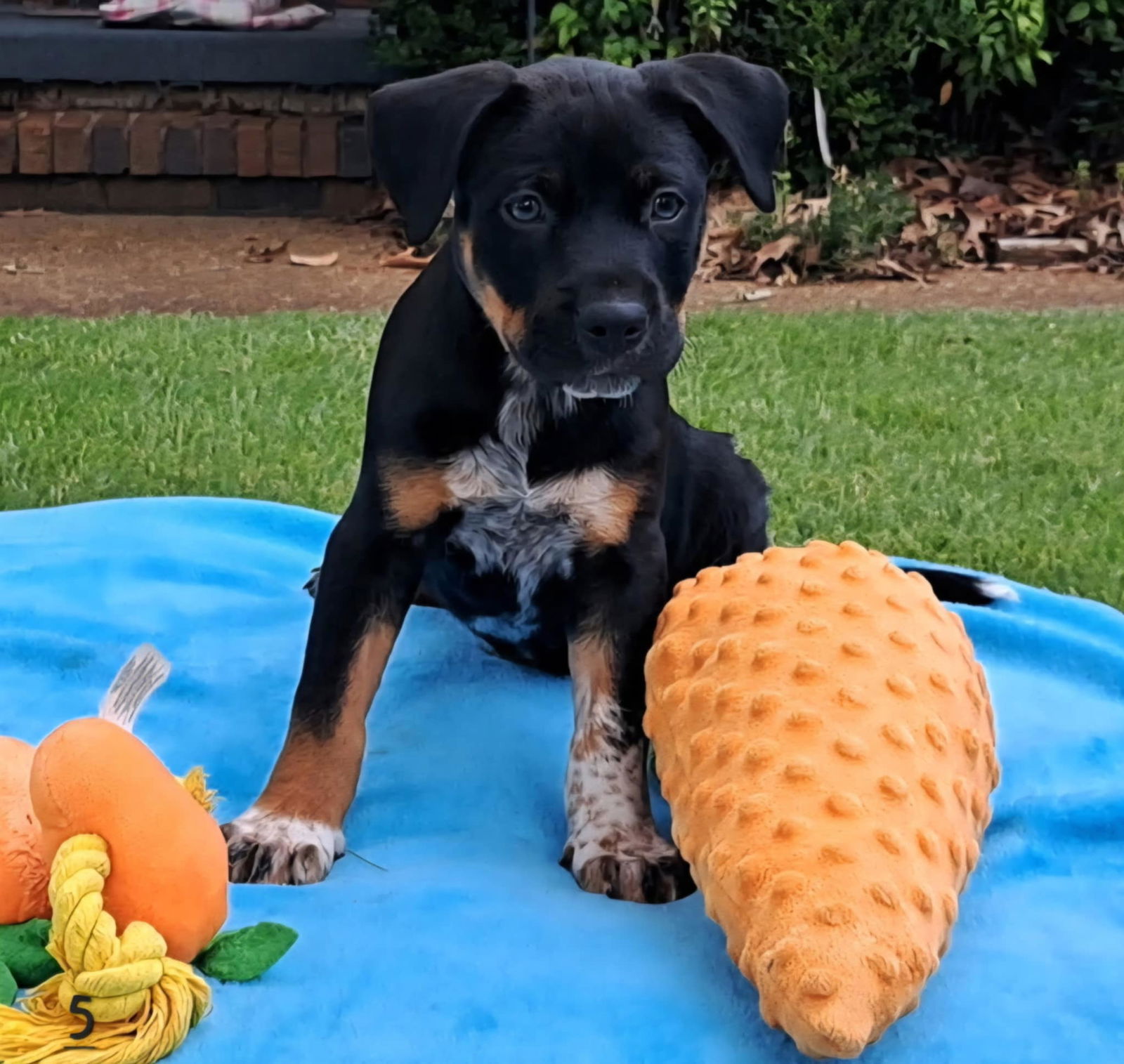 adoptable Dog in Yorkville, NY named Hunter (NY-Shari)