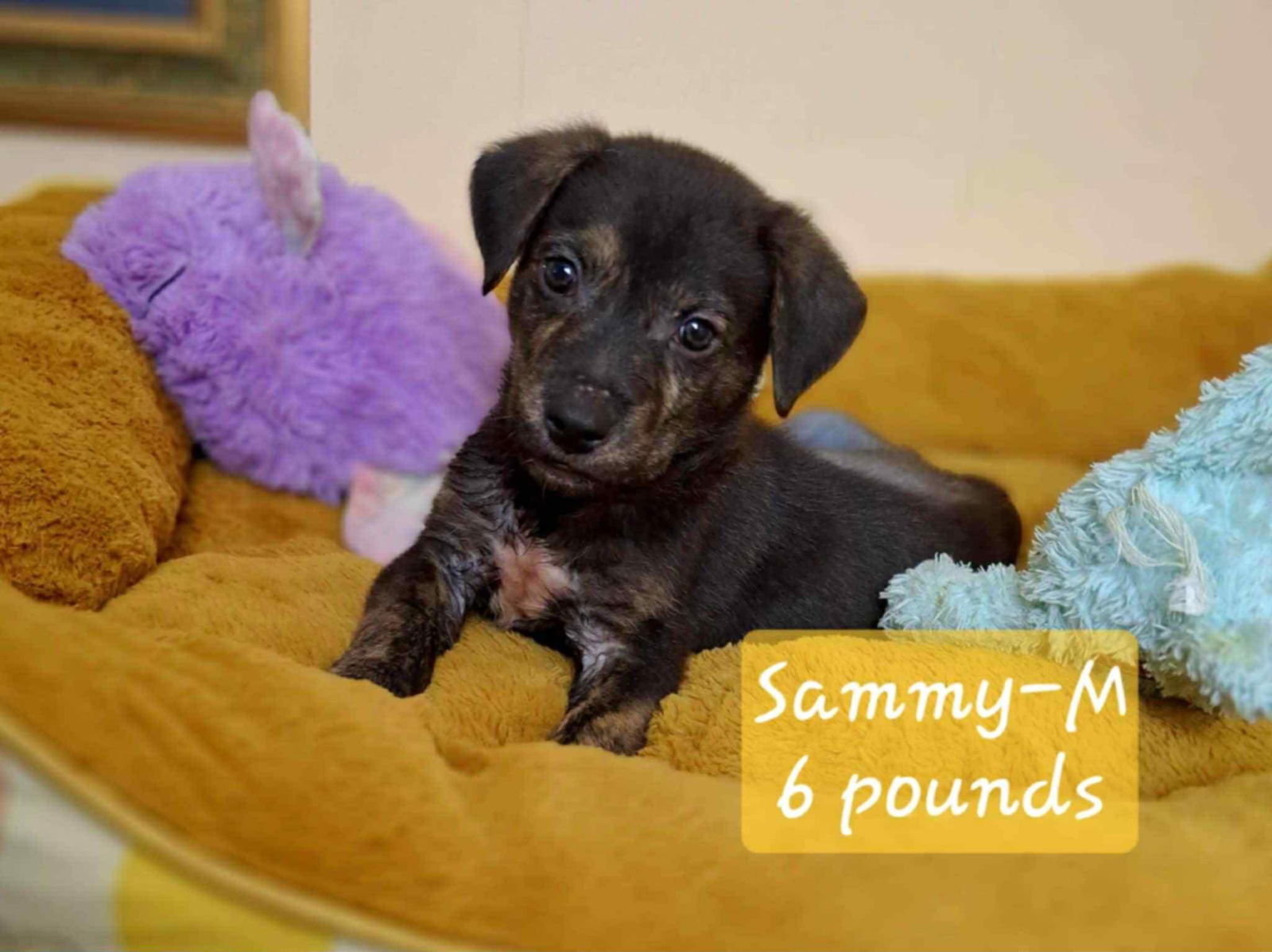 adoptable Dog in Yorkville, NY named Sammy (NY-Shari)