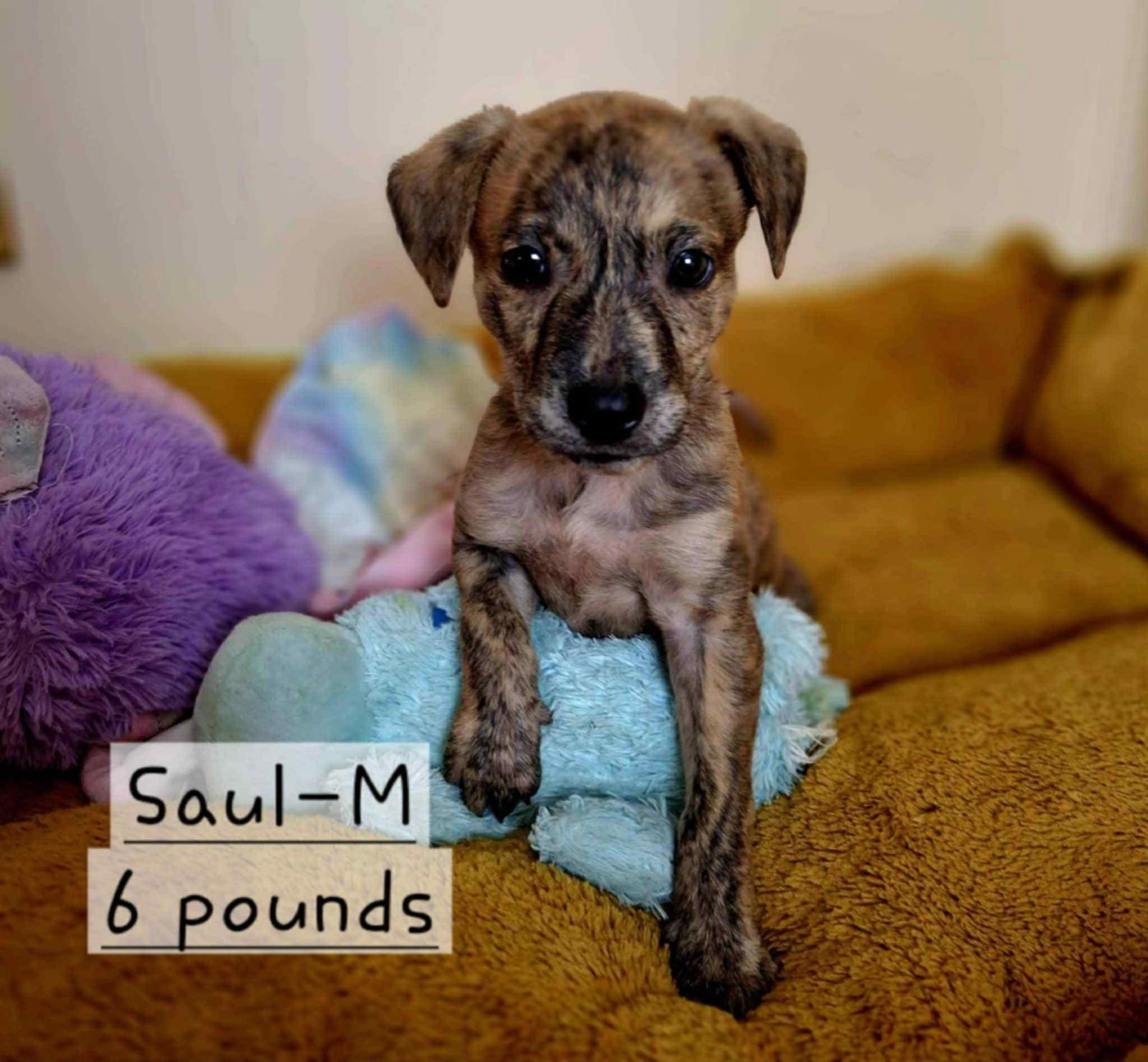 adoptable Dog in Yorkville, NY named Saul (NY-Shari)