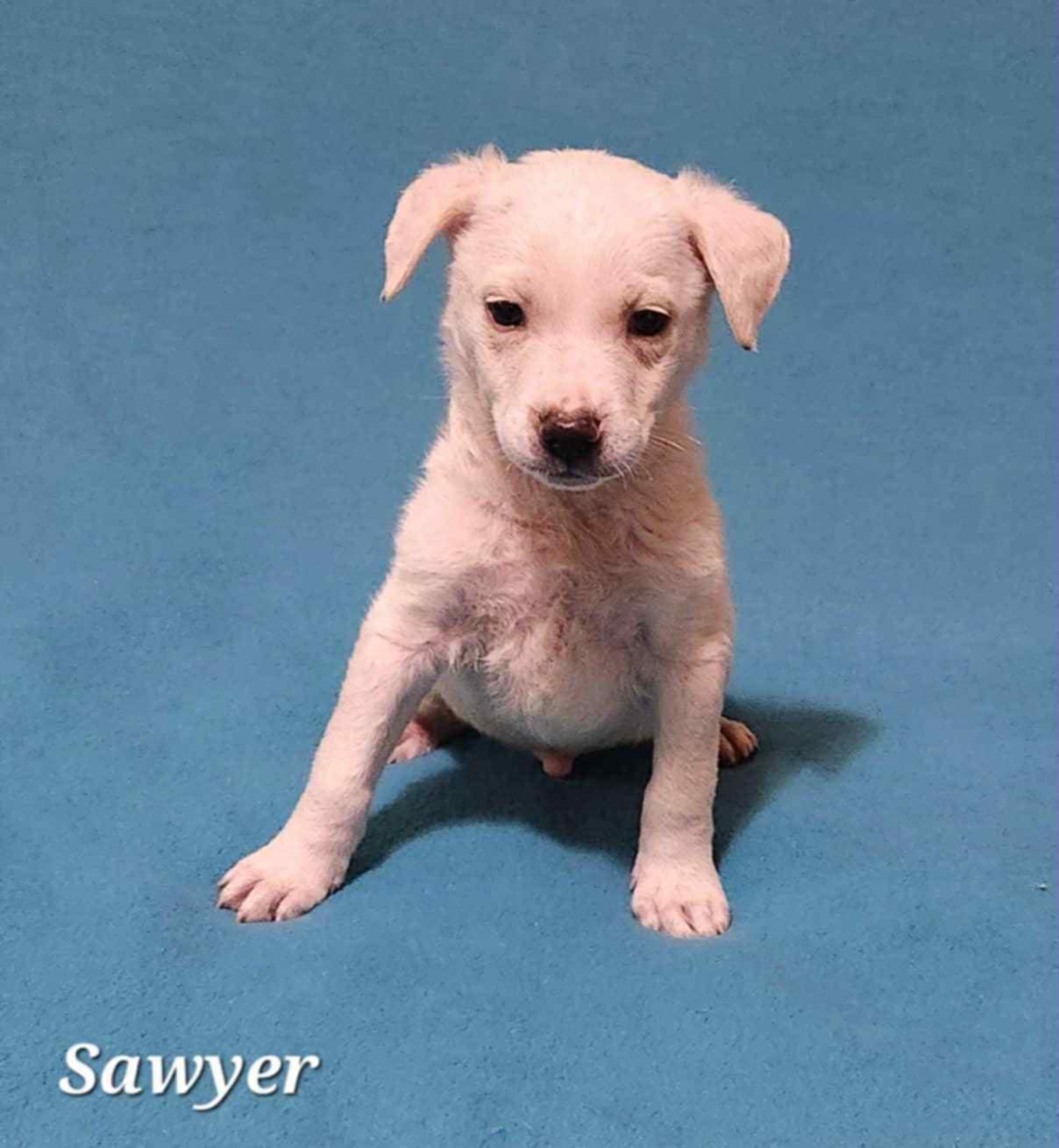 adoptable Dog in Yorkville, NY named Sawyer (NY-Shari)