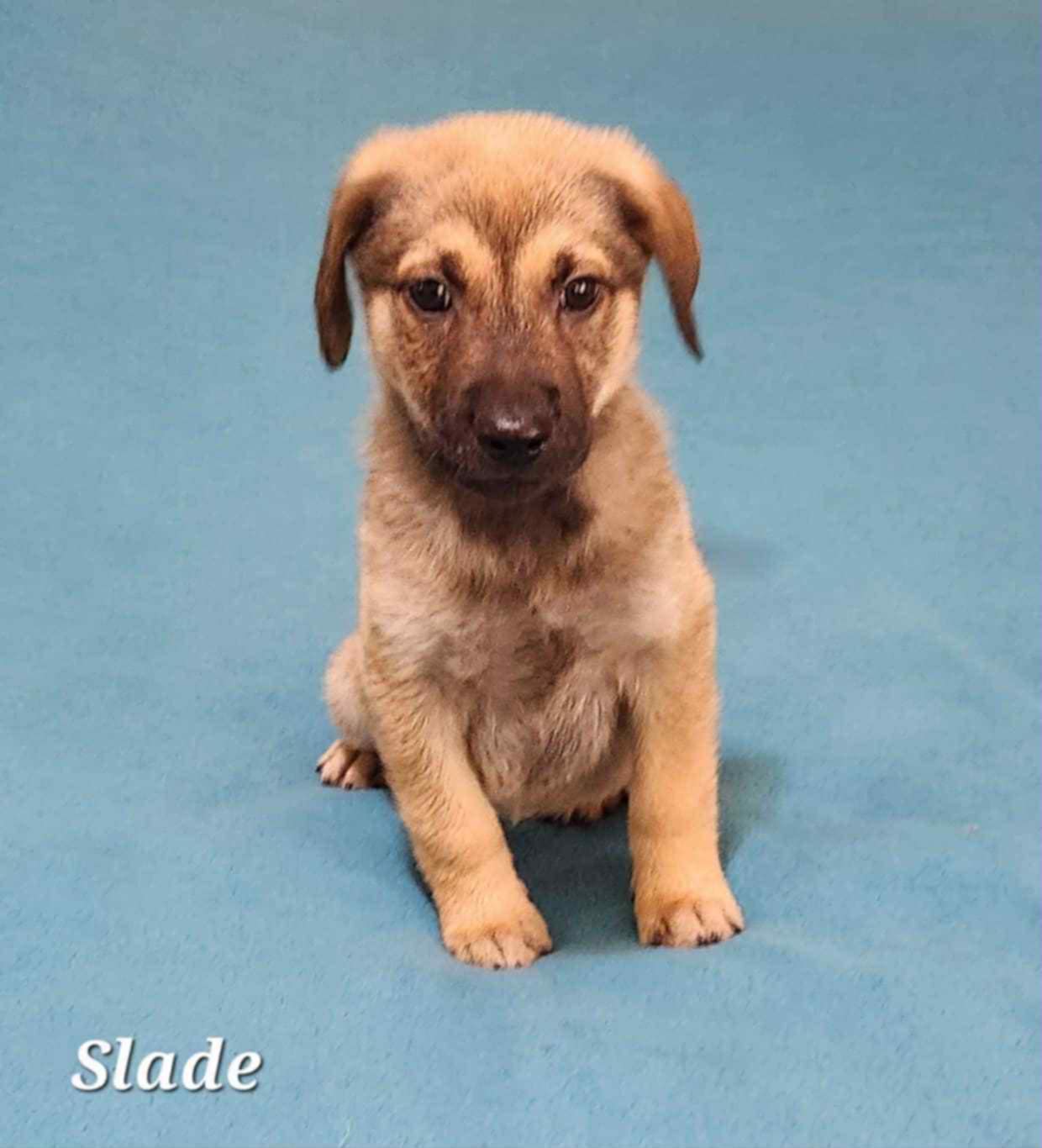 adoptable Dog in Yorkville, NY named Slade (NY-Shari)