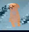 adoptable Dog in , NY named Slade (NY-Shari)
