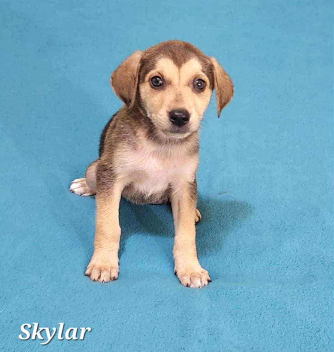 adoptable Dog in Yorkville, NY named Skylar (NY-Shari)