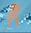 adoptable Dog in , NY named Skylar (NY-Shari)