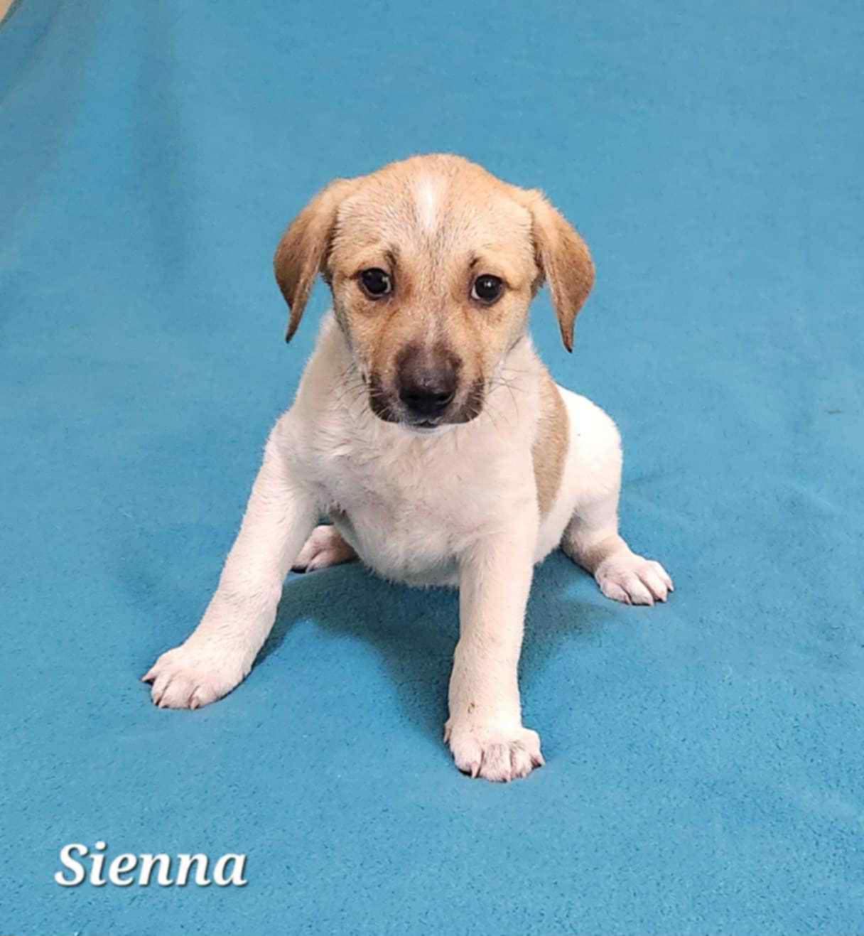 adoptable Dog in Yorkville, NY named Sienna (NY-Shari)
