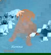 adoptable Dog in , NY named Sienna (NY-Shari)