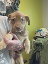 Sable (NY-Shari) - Photo 3