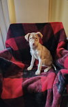 Sable (NY-Shari) - Photo 2