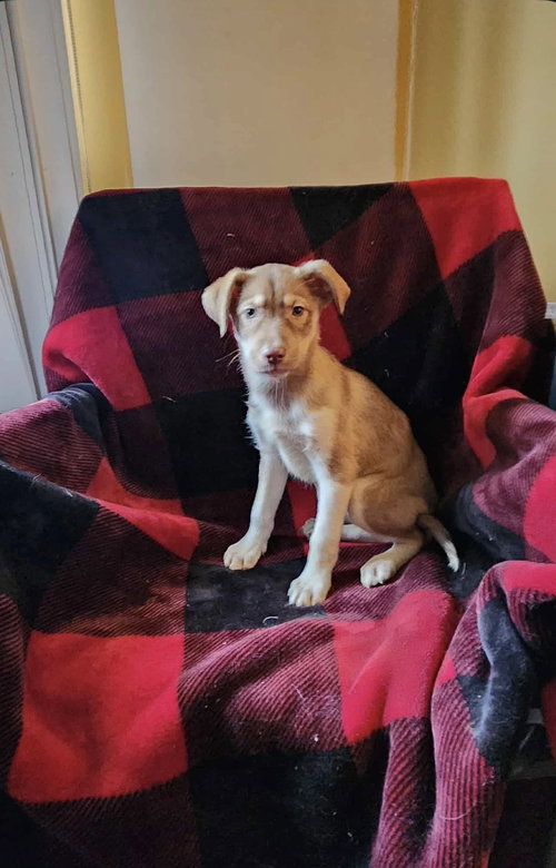SABLE (NY-SHARI) - Husky / Labrador Retriever available for adoption