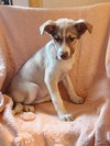 Skittles (NY-Shari) - Photo 2