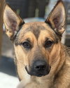 Kora Belle *Courtesy Post* (Endicott NY) - Photo 1