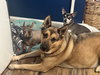 Kora Belle *Courtesy Post* (Endicott NY) - Photo 2
