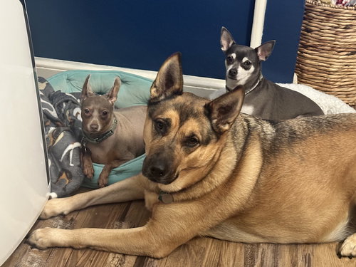 KORA BELLE *COURTESY POST* (ENDICOTT NY) - German Shepherd Dog / Australian Shepherd available for adoption