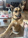Kora Belle *Courtesy Post* (Endicott NY) - Photo 3