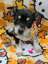 Gwen (NY-Lia) - Photo 4