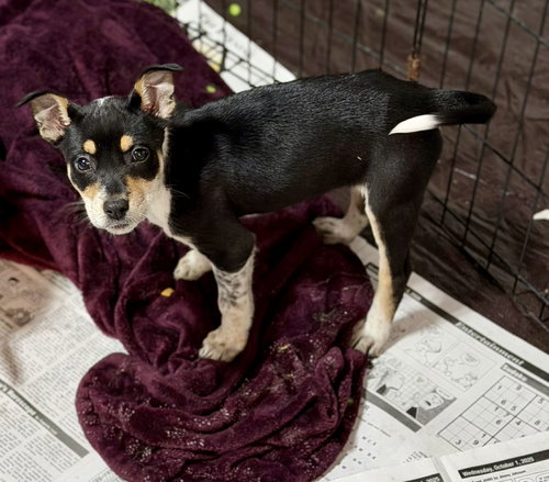 GWEN (NY-LIA) - Rat Terrier / Australian Cattle Dog/Blue Heeler available for adoption