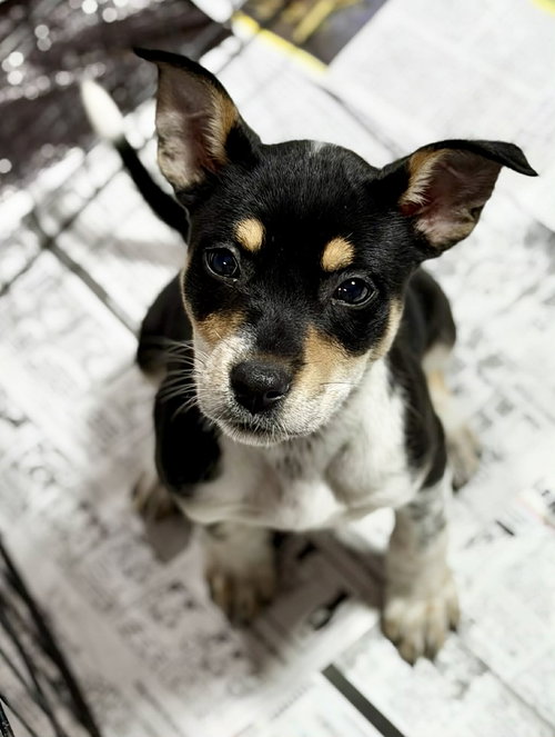 GWEN (NY-LIA) - Rat Terrier / Australian Cattle Dog/Blue Heeler available for adoption