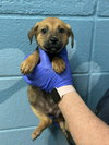 Theo (NY-Shari) - Photo 2