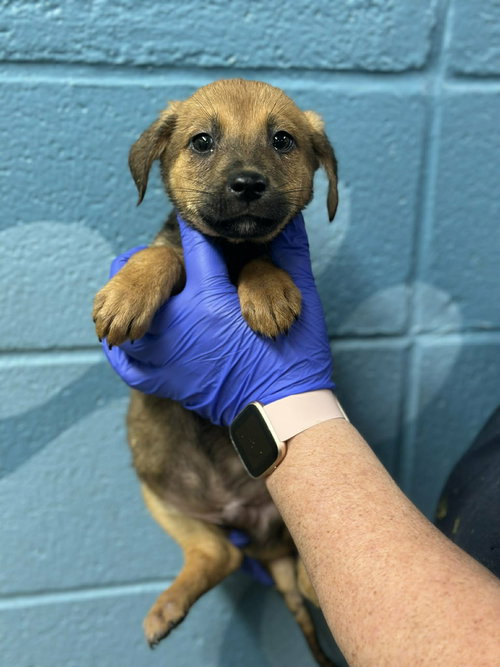 THEO (NY-SHARI) - German Shepherd Dog / Labrador Retriever available for adoption