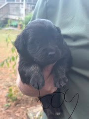 Photo of Kane (NY-Sarah)