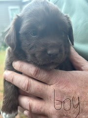 Photo of Kofi (NY-Sarah)