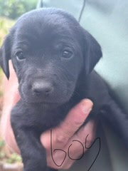 Photo of Kong (NY-Sarah)
