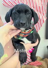 Mister (NY-Emily) - Photo 3