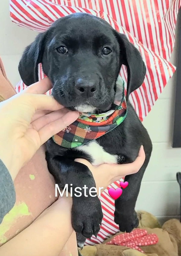 Mister (NY-Emily)