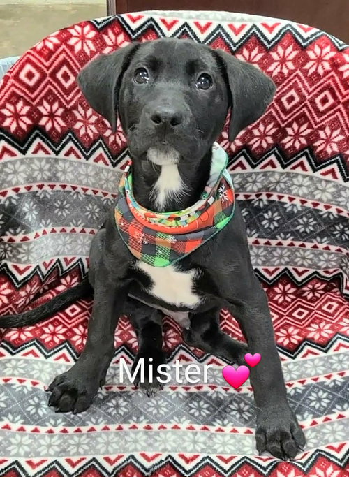 MISTER (NY-EMILY) - Labrador Retriever / Hound available for adoption