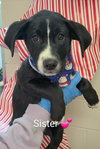 Sister (NY-Emily) - Photo 2