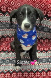 Sister (NY-Emily) - Photo 1