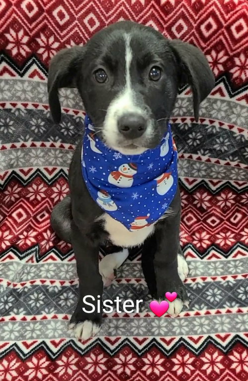 SISTER (NY-EMILY) - Labrador Retriever / Hound available for adoption
