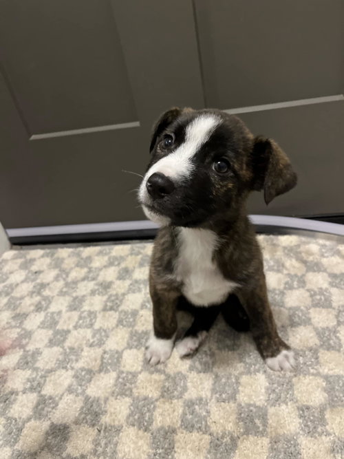 NORTH (NY-EMILY) - Labrador Retriever / Boxer available for adoption