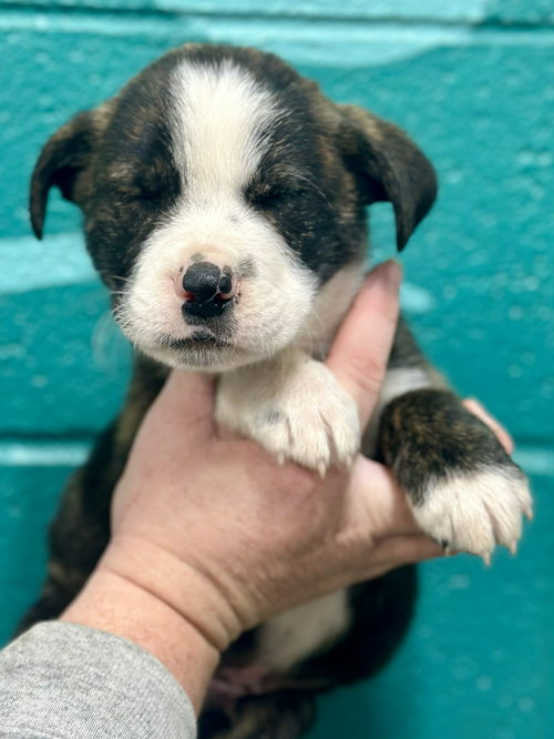 NICK (NY-EMILY) - Boxer / Labrador Retriever available for adoption