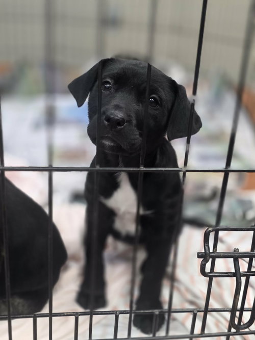 LUCIA (NY-SARAH) - Labrador Retriever available for adoption