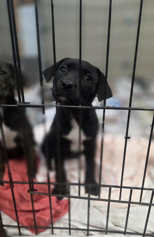 LUCIA (NY-SARAH) - Labrador Retriever available for adoption