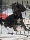 Lola (NY-Sarah) - Photo 2