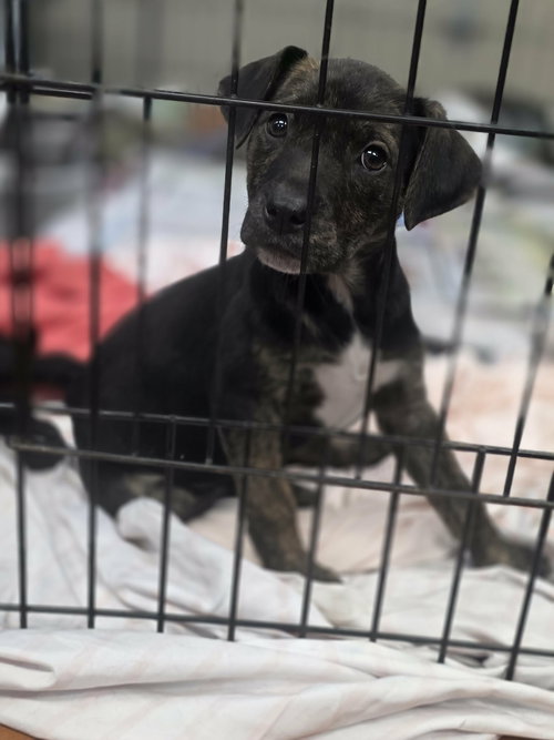 LOLA (NY-SARAH) - Labrador Retriever available for adoption