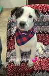 Burberry (NY-Sarah) - Photo 1