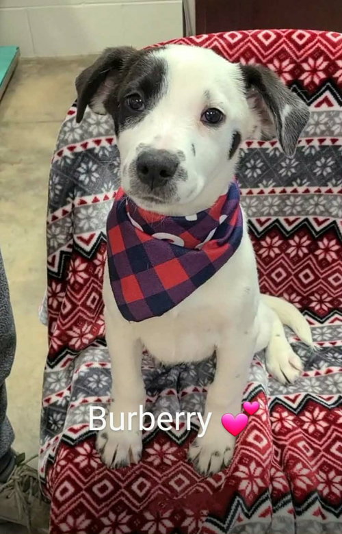 BURBERRY (NY-SARAH) - Labrador Retriever available for adoption