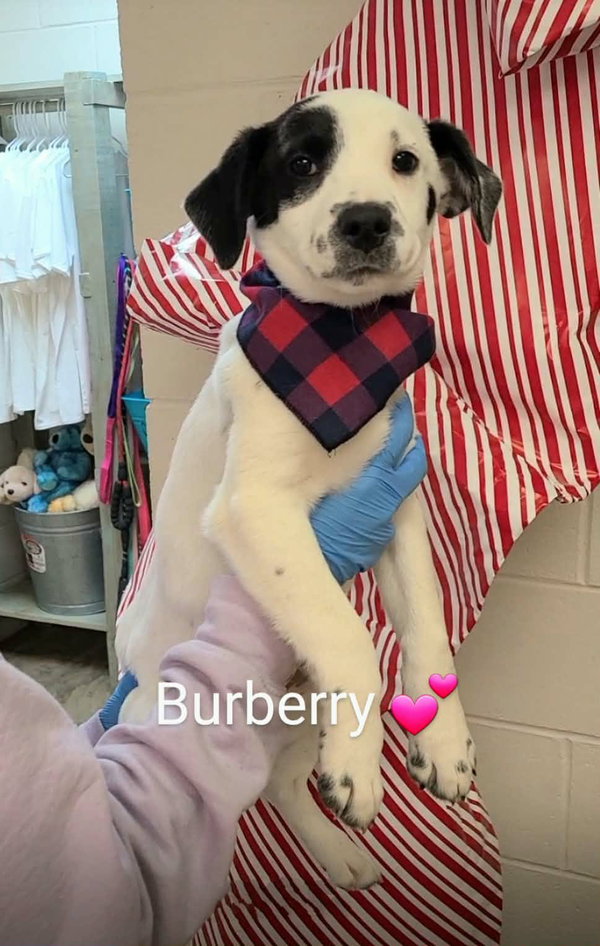 Burberry (NY-Sarah)