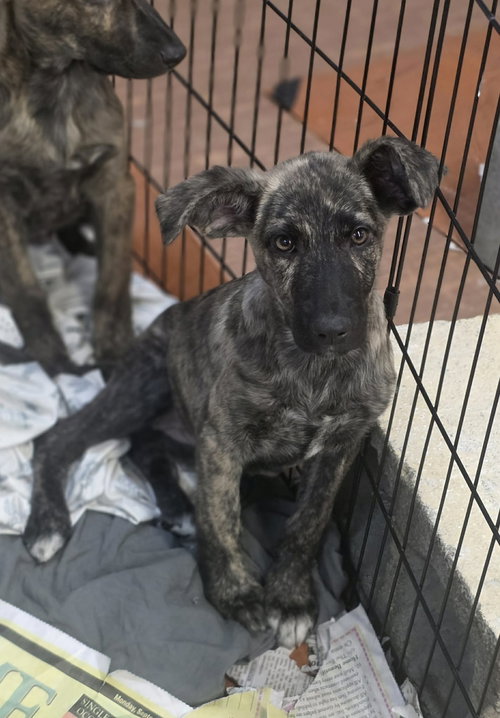 HOLLY (NY-SARAH) - Dutch Shepherd available for adoption
