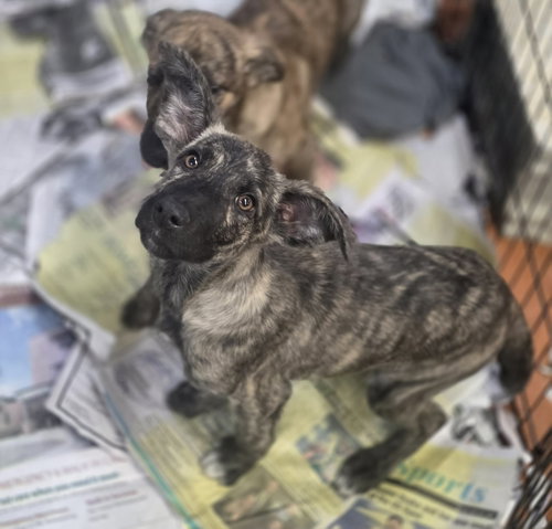 HOLLY (NY-SARAH) - Dutch Shepherd available for adoption
