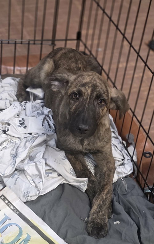 HOLIDAY (NY-SARAH) - Dutch Shepherd available for adoption